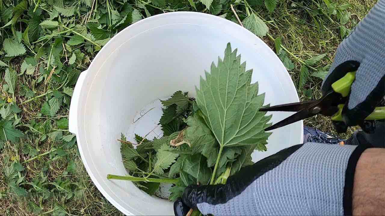 ingrediente segreto giardino sano Ingrediente secreto jardín saludable