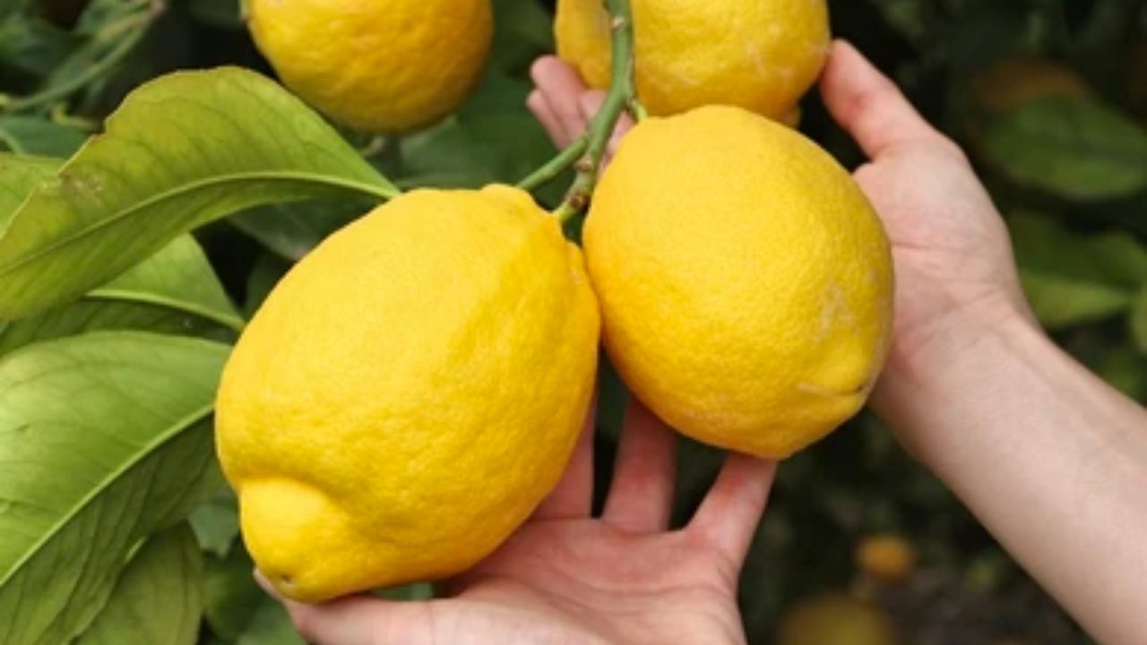 limoni enormi limones enormes