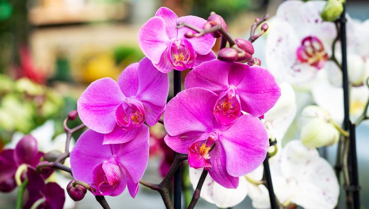 Orchidea sana con foglie vibranti Orquídea saludable con hojas vibrantes