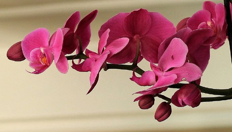 orquidea saludable