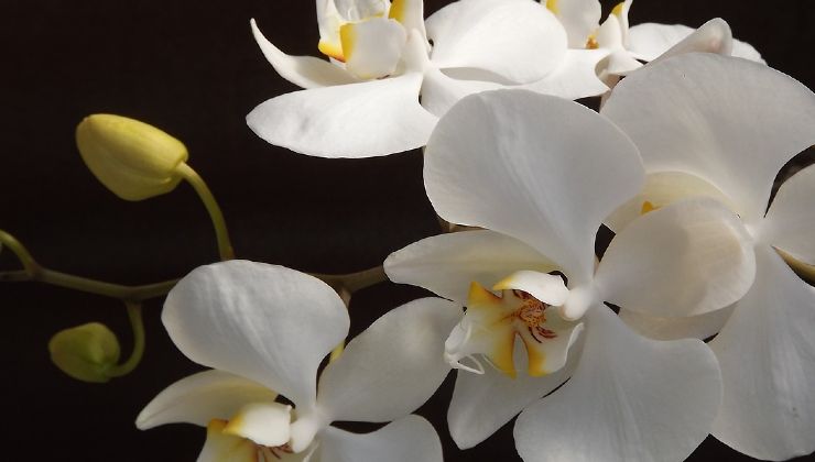 Orchidea senza radici Orquídea sin raíces