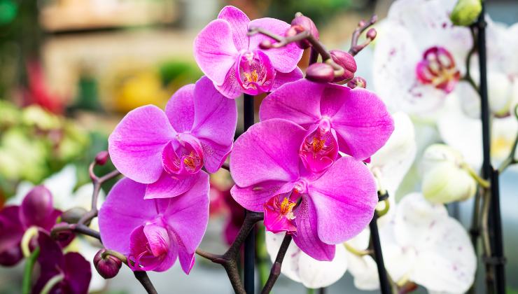 orchidea orquídea