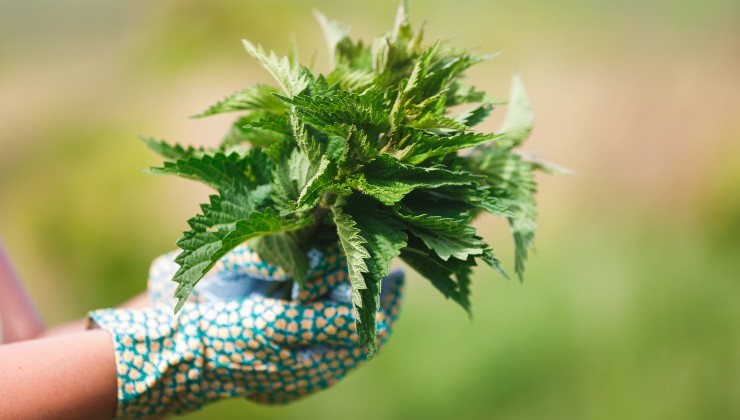 Ortiche per fertilizzare il terreno Ortigas para fertilizar el suelo.