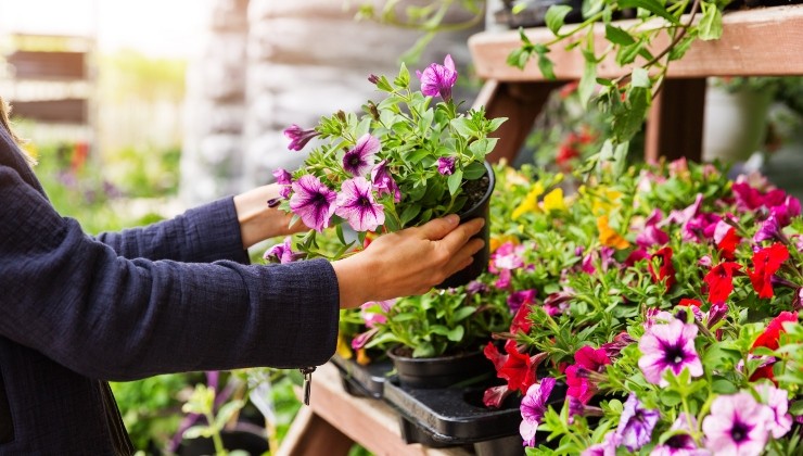 Senza dubbio la prima cosa da fare è conoscere le proprie piante. Cuidado de las plantas
