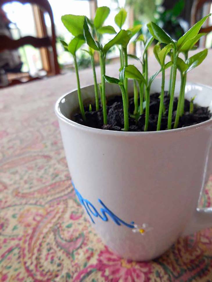 ¿Cómo plantar un limón en una taza para perfumar la casa? 3 taza de planta de limon
