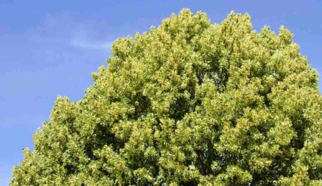 Come far crescere in fretta un albero Cómo hacer crecer un árbol rápidamente