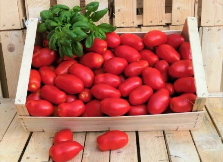Tomates