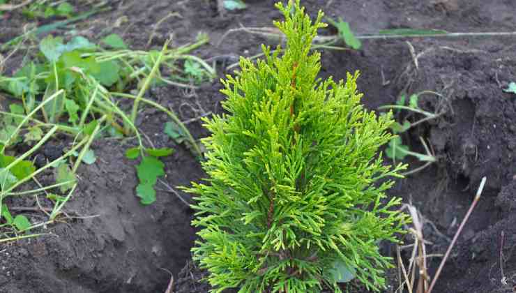 Propagare cipresso tuia Propagar ciprés thuja