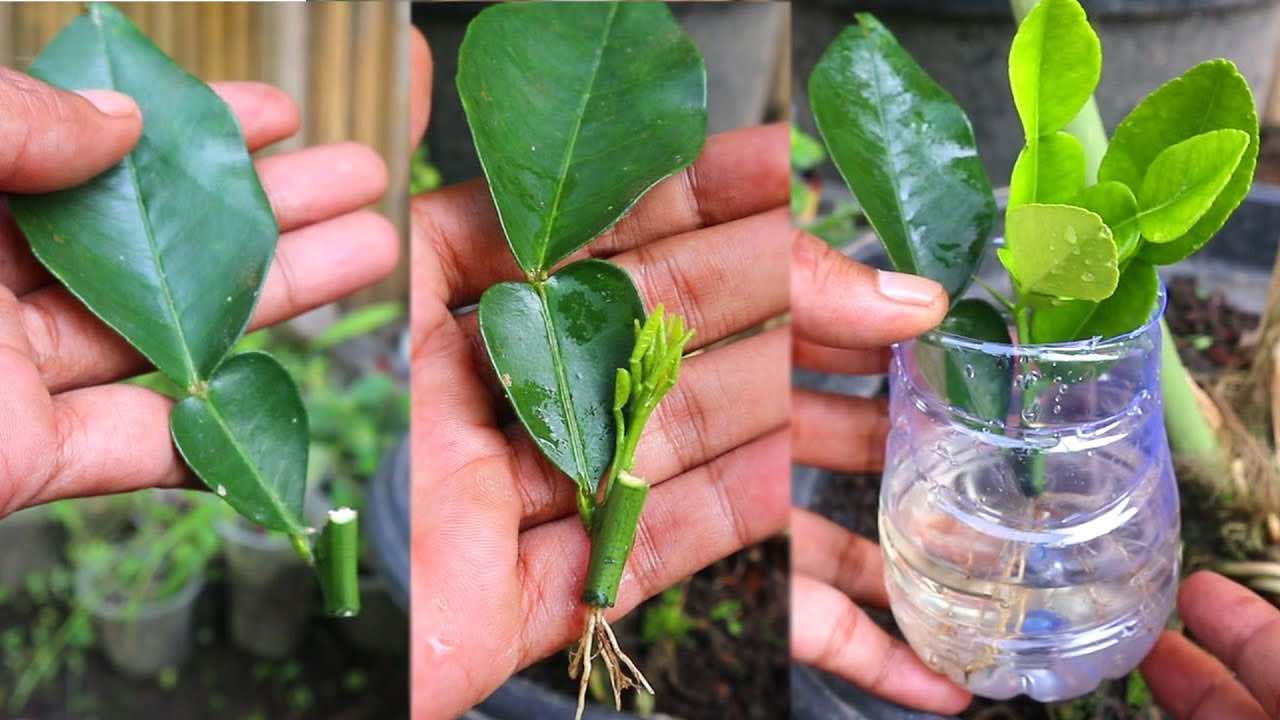 propagare limoni da talee propagar limones a partir de esquejes