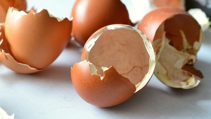 Uovo guscio Huevo con cáscara