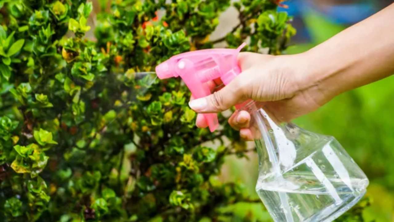 insecticida casero