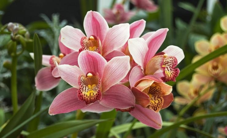 Orquídea Orquídea