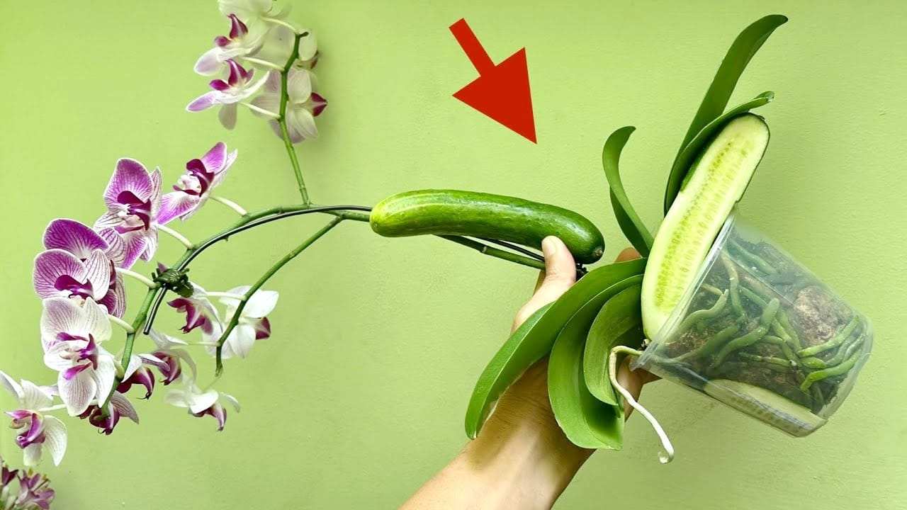 Orquídea