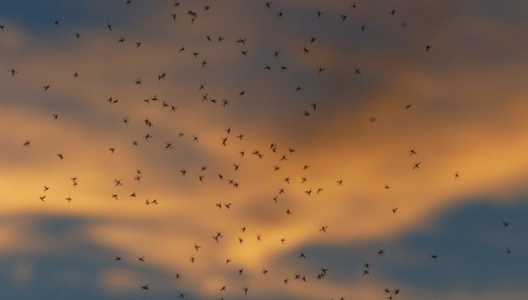 insectos