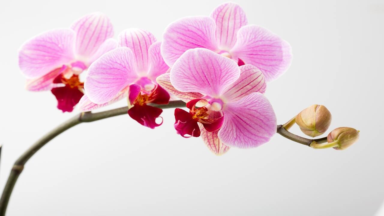 orquídea - cómo cuidarla orquídea