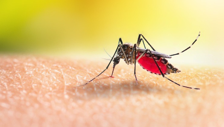 Cómo mantener alejados a los insectos Cómo mantener alejados a los insectos