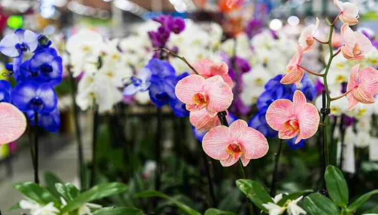 orquídeas orquídeas