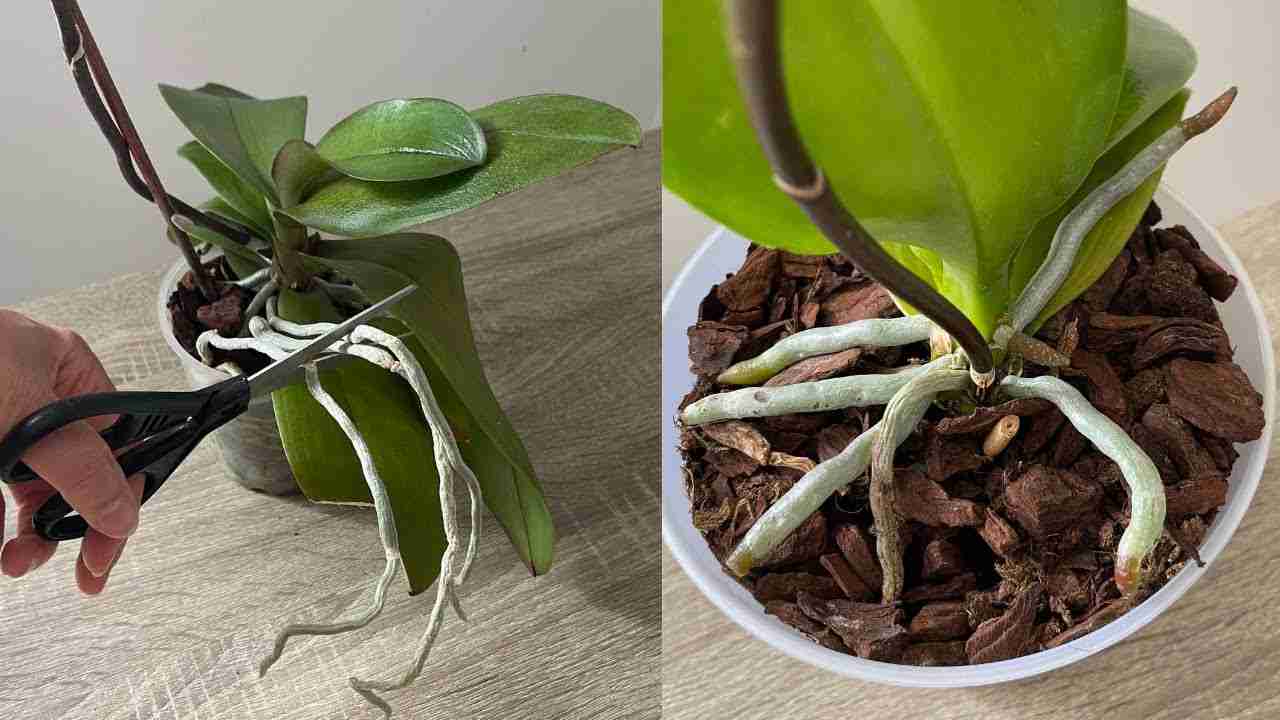 Orquídea Orquídea