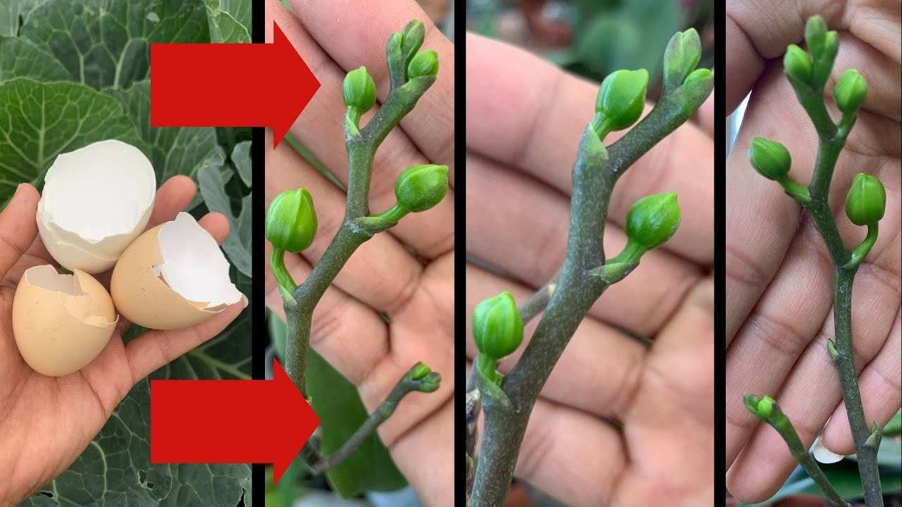 Orquídea Orquídea