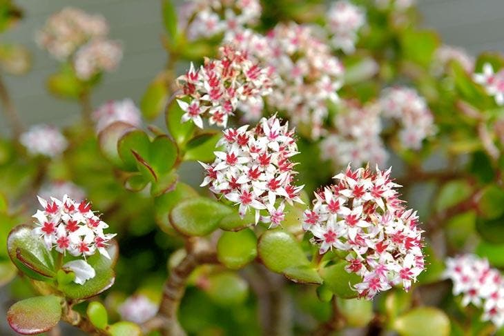 L’astuce pour faire fleurir un arbre de jade : il parfumera ainsi toute la maison 3 Árbol de jade que floreció