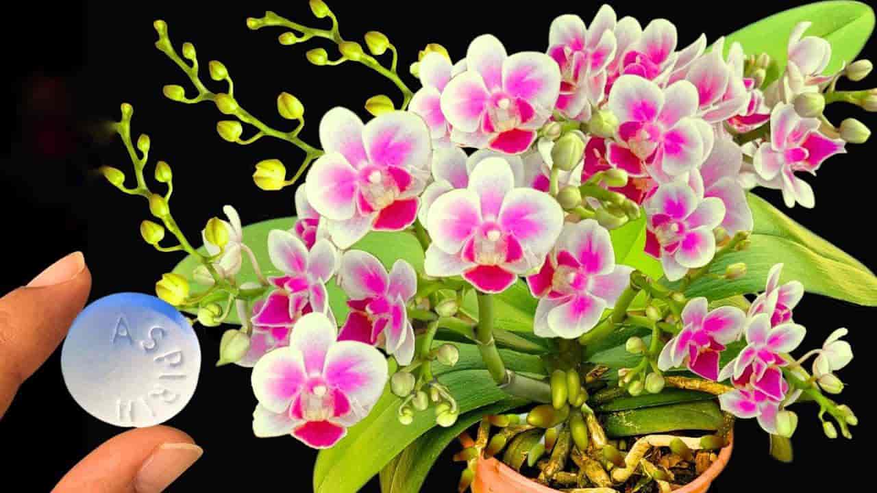 aspirina en plantas