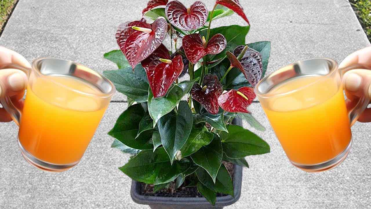 Anthurium con floración de bomba natural Anthurium con floración de bomba natural