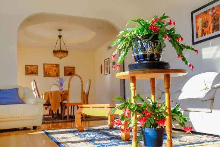 Arrosez le cactus de Noël avec cette préparation maison et admirez le résultat. Tout le monde voudra connaitre votre secret 3 Cactus navideño en el centro de una habitación