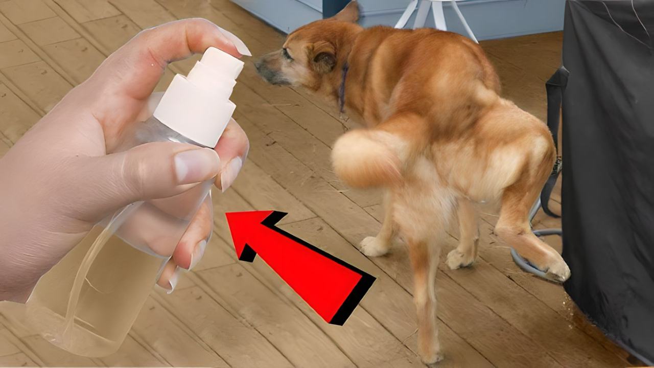 perro orinando perro orinando