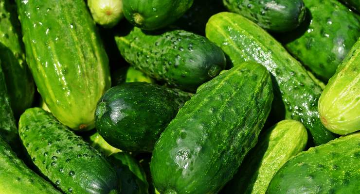 Pepinos como fertilizante