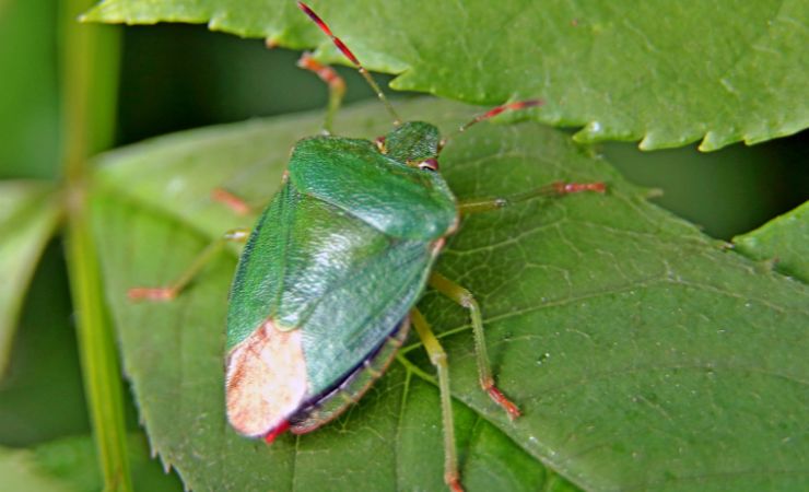 bichos verdes bichos verdes
