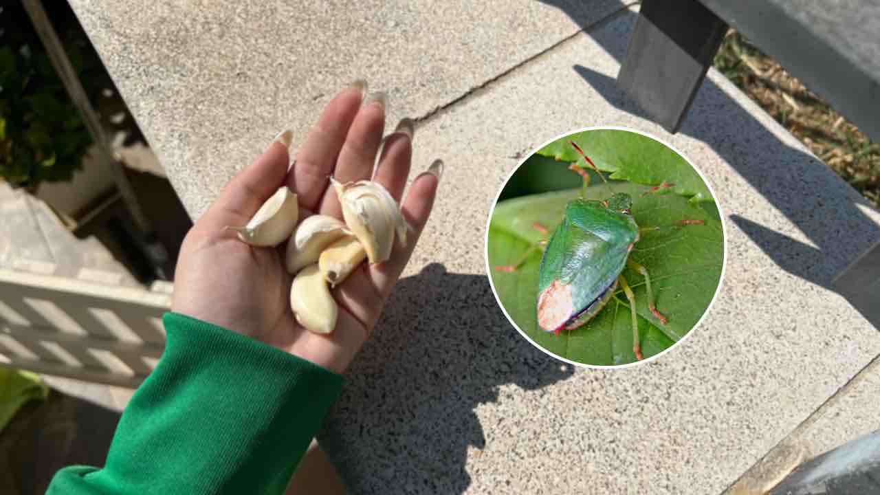 bichos verdes bichos verdes