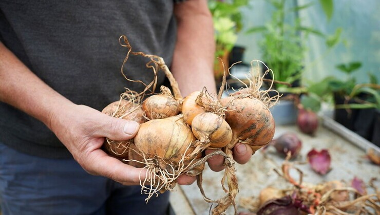 Cebollas Cebollas