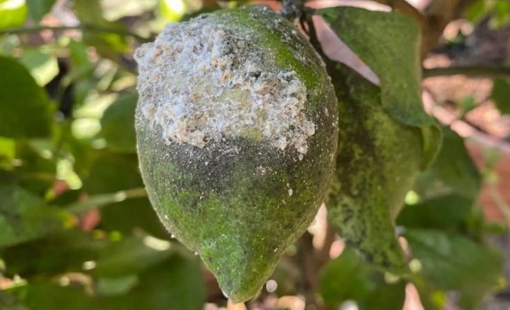 Cochinilla Cochinilla