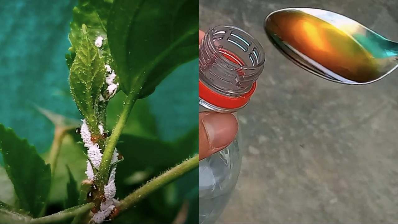 Cochinilla Cochinilla