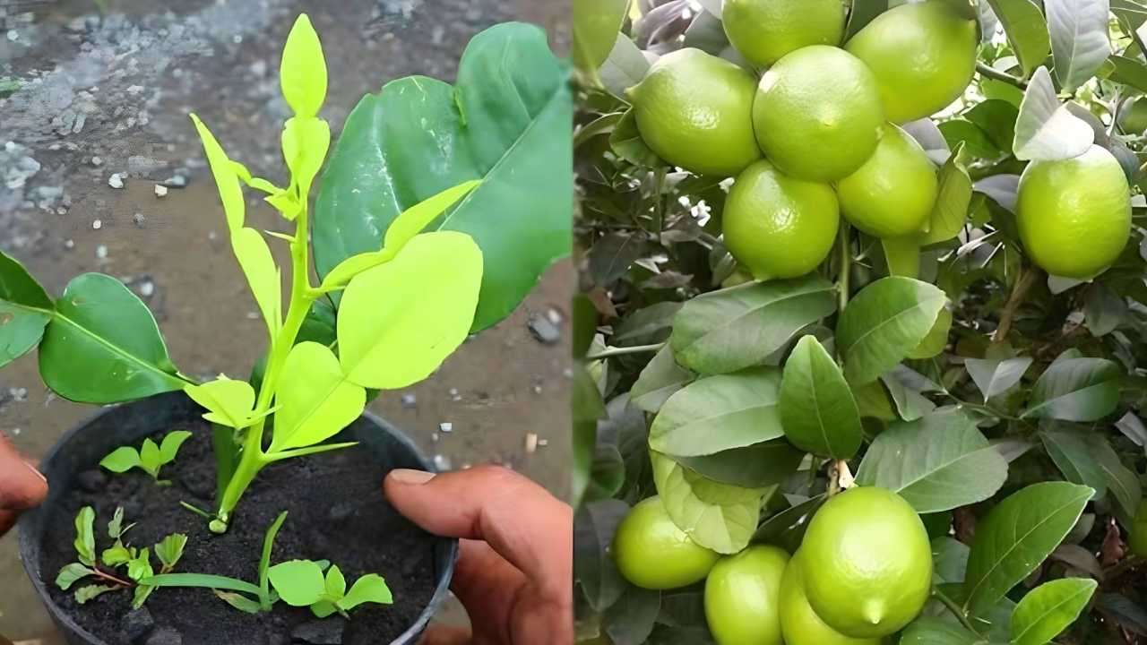 limones en crecimiento limones en crecimiento