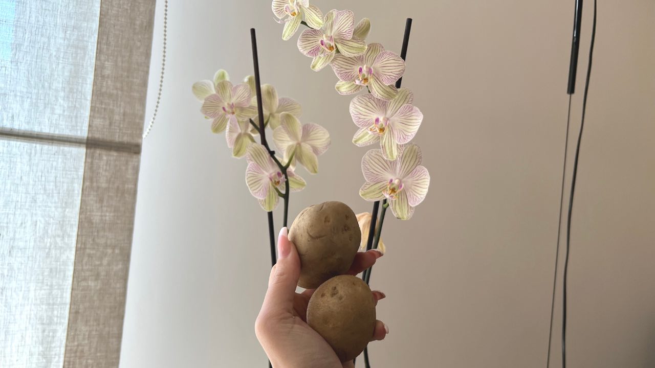 Cómo cultivar y cuidar orquídeas.