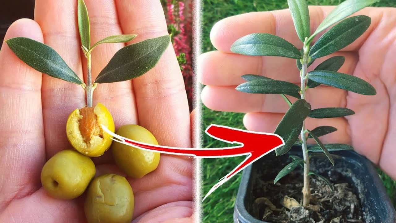 Cómo cultivar un olivo