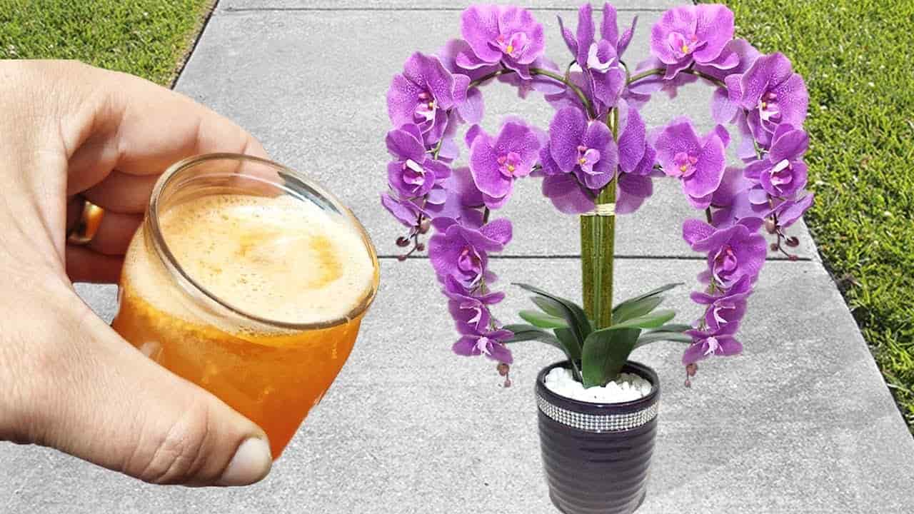 Cómo hacer florecer las orquídeas