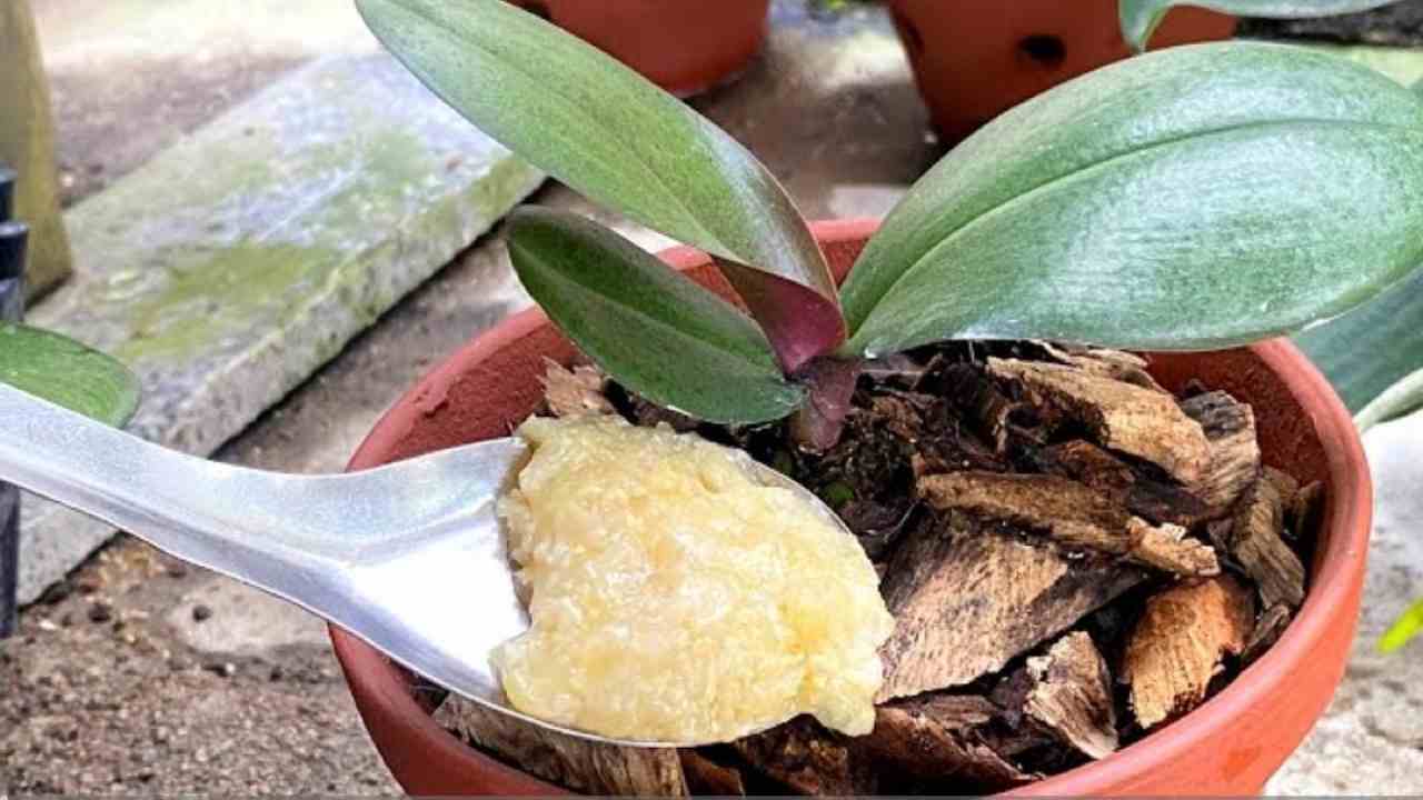 Cuchara sobre la orquídea Cuchara sobre la orquídea
