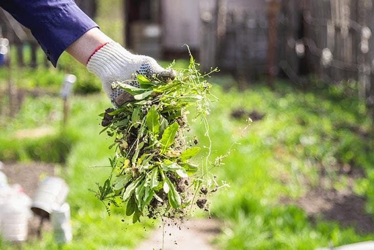 Pourquoi faut-il verser de l’eau de Javel sur les fleurs ? L’astuce magique de mon jardinier 4 Malezas