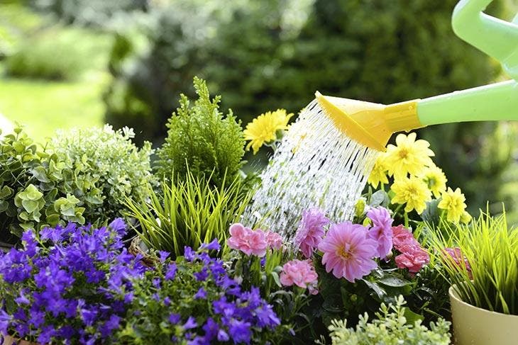 Pourquoi faut-il verser de l’eau de Javel sur les fleurs ? L’astuce magique de mon jardinier 2 Diferentes tipos de flores