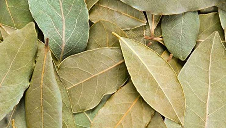 hojas de laurel hojas de laurel