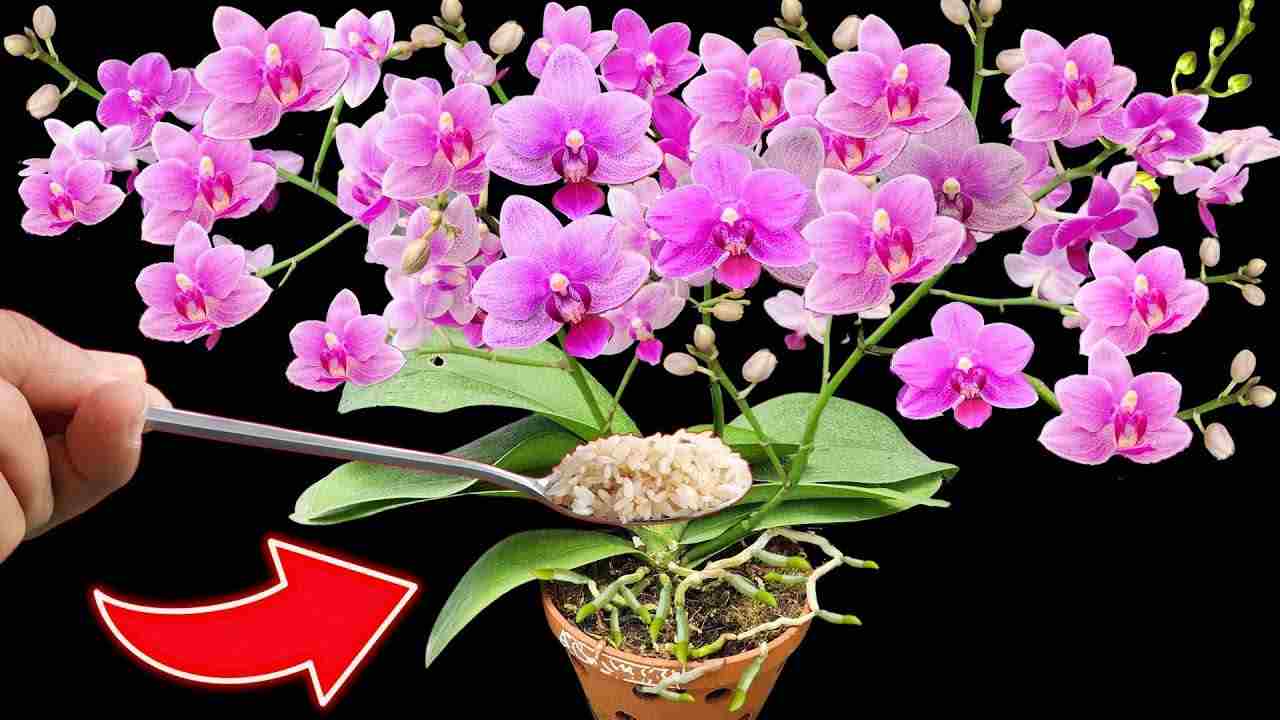 Ingrediente en flores Ingrediente en flores