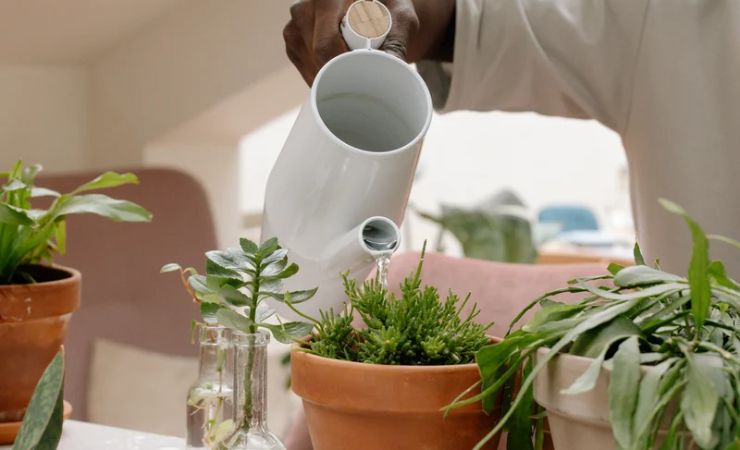 Riega la planta Riega la planta
