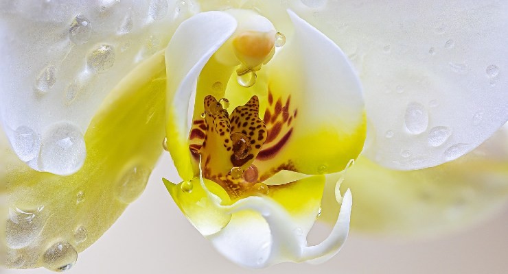la orquidea
