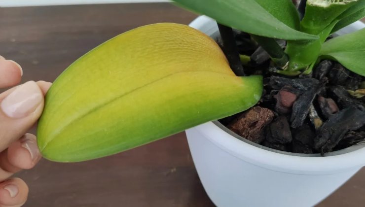 Orquídea con hojas amarillas Orquídea con hojas amarillas