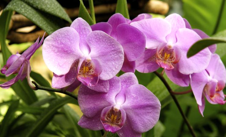 Orquídea Orquídea