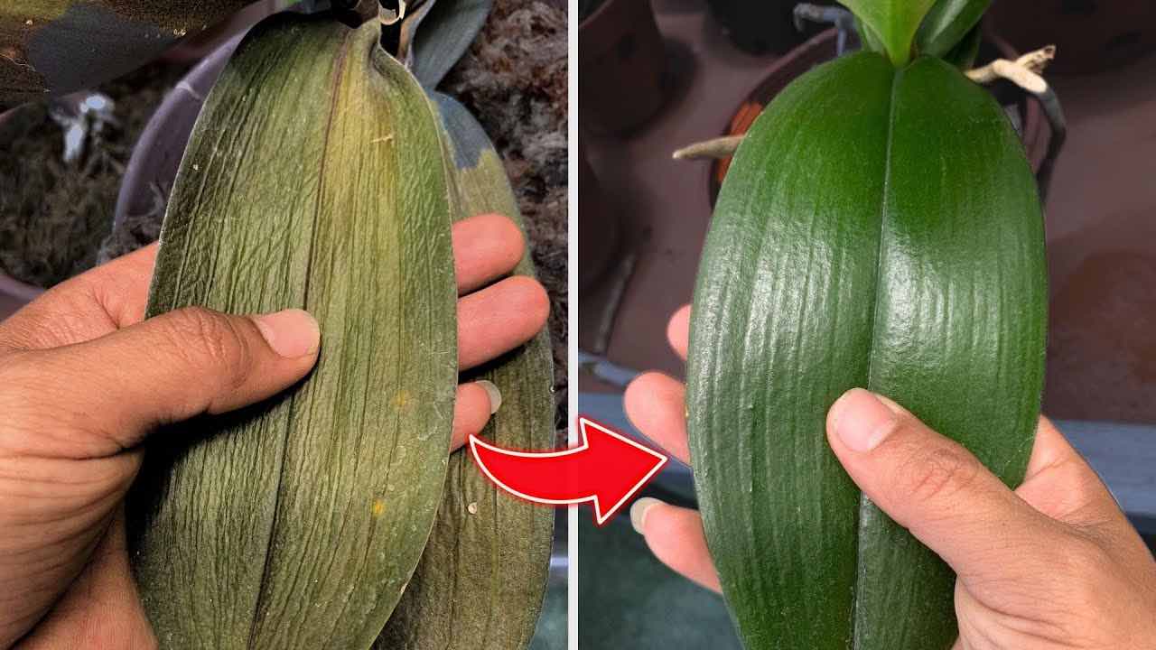 Orquídea antes y después Orquídea antes y después