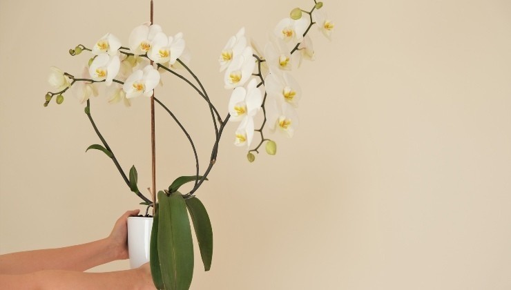 orquídeas orquídeas