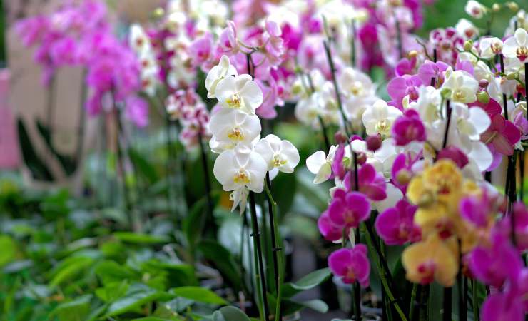 orquídeas orquídeas